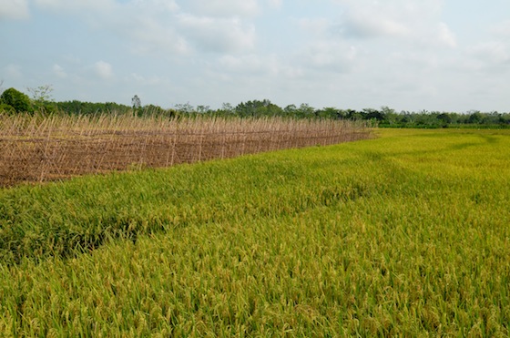Vistas de los arrozales en los alrededores del Mekong