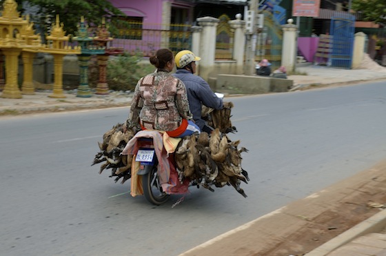 Transportando patos en motocicleta, Siem Reap, Camboya