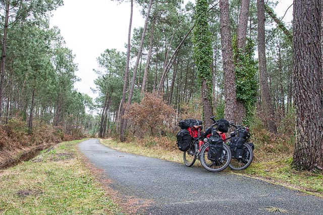 Carril bici por el bosque de pinos francés