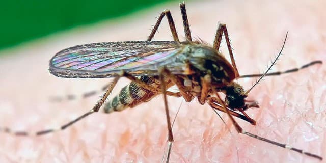 Cómo protegerse de los mosquitos, cómo evitar picotazos, cómo evitar malaria