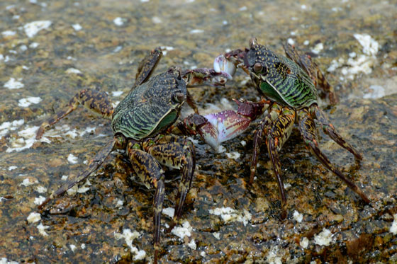 Cangrejos peleando en Ko Tao, Tailandia