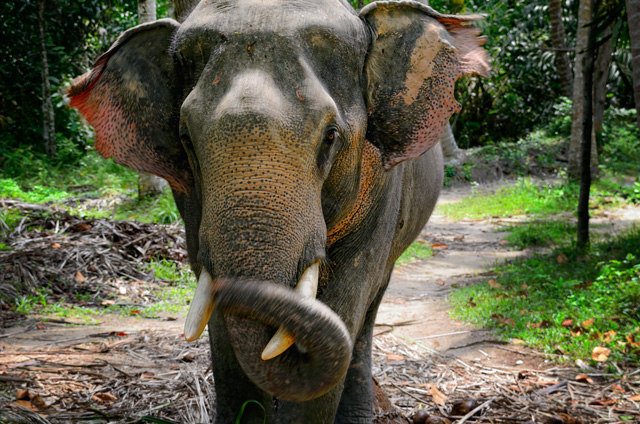 Elefante en Ko Pha Ngan