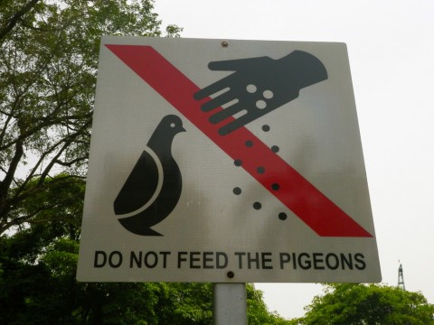 No des de comer a las palomas